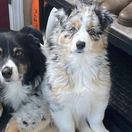 Australian Shepherds from True North Aussies