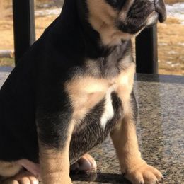 French Bulldogs from Pardon My Frenchie
