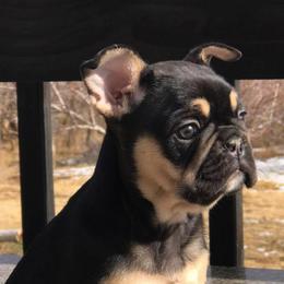 French Bulldogs from Pardon My Frenchie