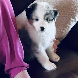 Mouse - Blue merle Australian Shepherd puppy in New Durham, New Hampshire from Olde Bay Australian Shepherds