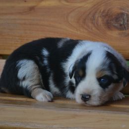 Blue Merle Female - Blue merle female Miniature Australian Shepherd puppy in Gravette, Arkansas from DiamondR Mini Aussies @ DiamondR Farm & Kennel