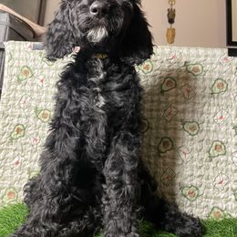 Goldendoodle and Poodle Puppies from Doodles by Design