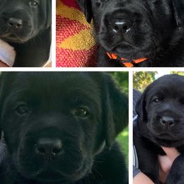 Labrador Retriever Puppies from Everlasting Labradors