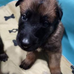 Belgian Malinois and German Shepherd Puppies from Madhouse’s Belgian Malinois and German Shepherds