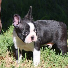 Elliot - Black and white male Boston Terrier puppy in Winnsboro, Texas from JP Ranch Bulldogs