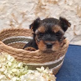 Ava - Blue and gold female Yorkshire Terrier puppy in Monticello, Iowa from Ashley’s Puppies