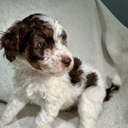Aussiedoodle, Bernedoodle, Goldendoodle, and Poodle Puppies from Vallevistadoodles