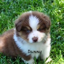 Danny - Red tri male Miniature Australian Shepherd puppy in Waxhaw, North Carolina from Cane Creek Aussies