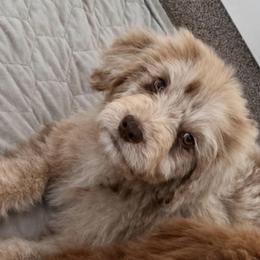 Ralee - Red merle female Aussiedoodle puppy in Denton, Maryland from Royal Conron Doodles