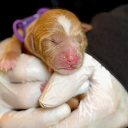 Macaron - Caramel male Australian Labradoodle puppy in Stanwood, Washington from Victoria Creek Australian Labradoodles