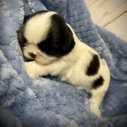 Meet Junior - Black and white male Shih Tzu puppy in Lake City, Florida from Tiger Valley Shih Tzus
