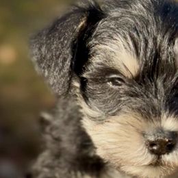 Miniature Schnauzers from Miniature Schnauzers of Delmarva