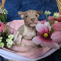 Kida - White and silver female Rat Terrier puppy in Brookfield, Missouri from Country Rat Terriers