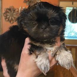Marmalade - Black and tan female Shih Tzu puppy in Nekoosa, Wisconsin from Brox Acres House of Fur LLC
