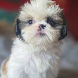 Layla - Tricolor female Shih Tzu puppy in Stroudsburg, Pennsylvania from Puppyville Pa Shih Tzu & frenchies