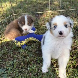Australian Shepherd Puppies from Bluegrass Australian Shepherds