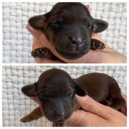 Dachshund Puppies from Woodland Doxies