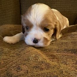 Grace's Girl - Blenheim female Cavalier King Charles Spaniel puppy in Creedmoor, North Carolina from Cavalier Obsession