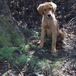 Golden Retriever and Miniature Australian Shepherd Puppies from Alexander Canines
