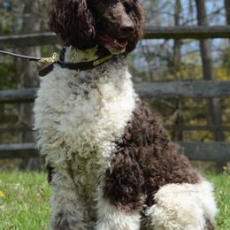 Poodles from Middlebranch Farm Standard Poodles