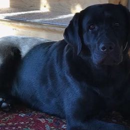 Labrador Retrievers from Tru Luv Labradors