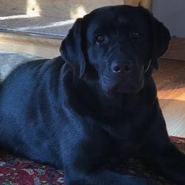 Labrador Retrievers from Tru Luv Labradors