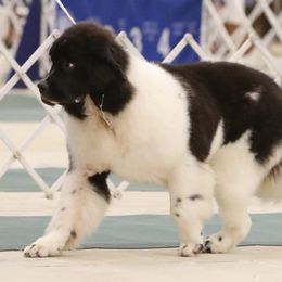 Newfoundlands from Sea Bound Newfoundlands
