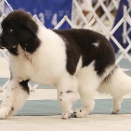 Newfoundlands from Sea Bound Newfoundlands