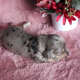 Sherwin - Dapple male Dachshund puppy in Pace, Florida from Shoebox Doxie’s