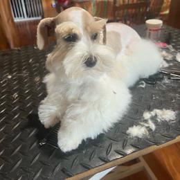 Jewels - Miniature Schnauzer
