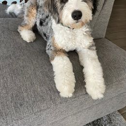 Aussiedoodle, Bernedoodle, Goldendoodle, and Irish Doodle Puppies from Sun Valley Goldendoodles