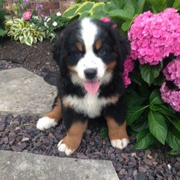 Bernese Mountain Dog Puppies from Knight Bernese