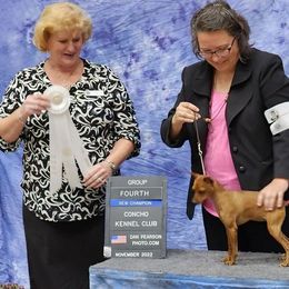 River - Miniature Pinscher