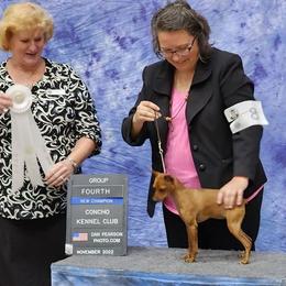 River - Miniature Pinscher