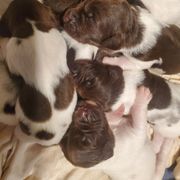 Kleine Munsterlander Puppies from Prairie State Kennel