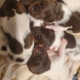 Kleine Munsterlander Puppies from Prairie State Kennel