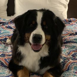 Capri - Bernese Mountain Dog