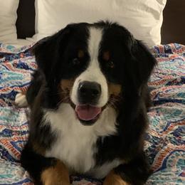 Capri - Bernese Mountain Dog
