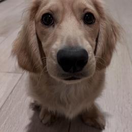 Jasper - Dachshund
