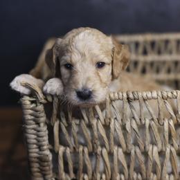 Ol' Glory - Apricot female Goldendoodle puppy in Seffner, Florida from Gold Diamond Pup