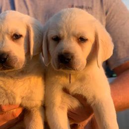 Labrador Retriever Puppies from Cactus Rose Labradors