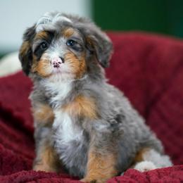 Joker - Merle male Bernedoodle puppy in Dundee, Ohio from Down Home Doodle
