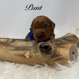 Punt English medium Goldendoodle - Red  male Goldendoodle puppy in La Grange, Georgia from Heartfelt GoldenDoodles