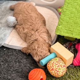 Goldendoodle Puppies from The Dood Effect