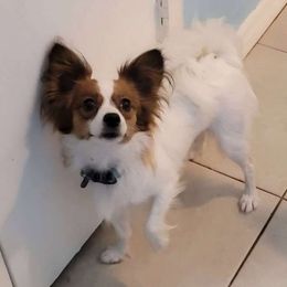 Kiwi - Papillon