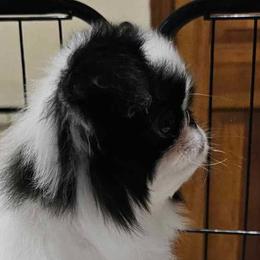 Japanese Chins from Windhaven Japanese Chin