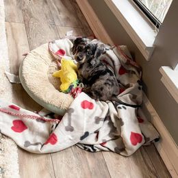 Dachshund Puppies from MNE Miniature Dachshunds