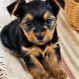 Yorkshire Terrier puppies from J&M Yorke Farm