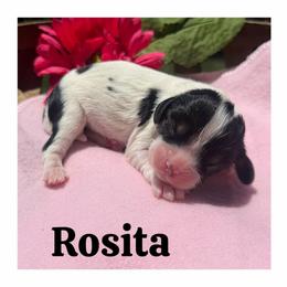 Rosita - Tri-color female Cavalier King Charles Spaniel puppy in Clinton, Oklahoma from Enchanted Spaniels