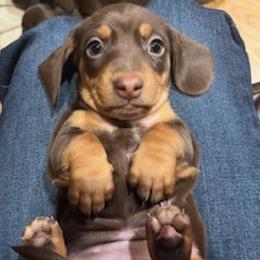 Girl 1 - female Dachshund puppy in Fruita, Colorado from M & M Breeding